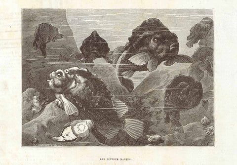 Original antique print  Marine Life, Fish, Lievres marines, Gasteropods, Sea hares, Aplysia, "Les Lievres Marins" (Marin rabbits!)  Wood engraving published 1878. 