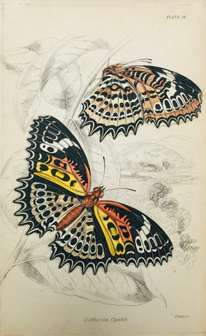 "Cethosia Cyane."  Steel engraving by Lizars in original hand coloring. From "Naturalist´s Library", ca 1860.