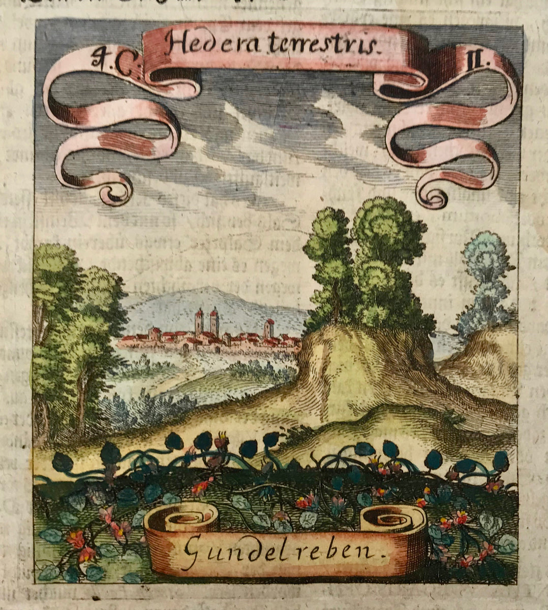 Botanical Prints by Matthaeus Merian: Hedera terrestris-Gundelreben  (Gundermann), Hedera terrestris