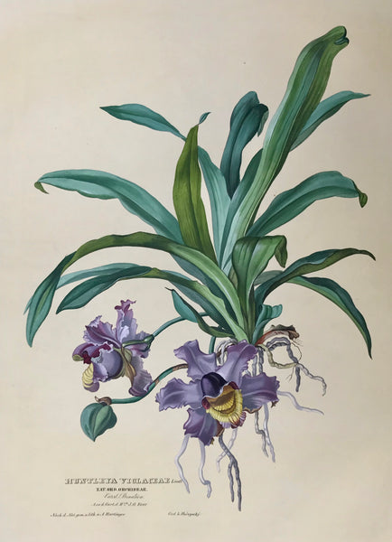 Huntleya Violaceae  Nat. Ord. Orchideae Vaterl. Brasilien Aus d. Gart d. H. J.G. Beer  Page size: 56 x 42 cm (22 x 16.5 ") Image size: 48 x 34.7 cm (18.8 x 13.6 ")     Exquisite prints of Orchids  by Anton Hartinger  "Paradisus Vindobonensis" (Viennese Paradise)  Important Orchidae