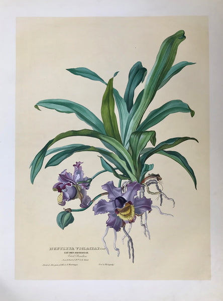Huntleya Violaceae  Nat. Ord. Orchideae Vaterl. Brasilien Aus d. Gart d. H. J.G. Beer  Page size: 56 x 42 cm (22 x 16.5 ") Image size: 48 x 34.7 cm (18.8 x 13.6 ")     Exquisite prints of Orchids  by Anton Hartinger  "Paradisus Vindobonensis" (Viennese Paradise)  Important Orchidae