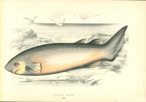 Spinous Shark  Left margin is creased with small repaired tear.  Length of Fish. 19 cm (7.4 ")  Original antique print    Original hand-colored steel engraving by Jonathan Couch.  Published in London, 1870, interior design, wall decoration, ideas, idea, gift ideas, present, vintage, charming, special, decoration, home interior, living room design