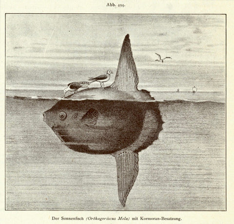 "Der Sonnenfisch (Orthagoriscus Mola) mit Kormoran Besetzung"  Wood engraving on a page of text about rare fish that continues on the reverse side. 