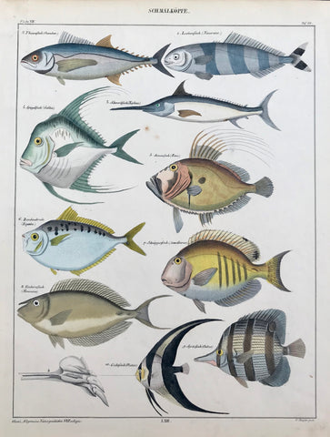 "Schmalkoepfe" (Small Heads)  Names of fish show: Thunnfisch(Seomber), Lootsen (Naucrates), Schwordfisch ( Xiphias), Spiegelfisch ( Galbus), Sonnenfisch (zeus), Bandmakreele (Equula ), Schwaepperfisch ( Acanthurus), Einhornfisch (Monoceros), Gichtfisch (Platax), Spritfisch (Chelmo).  Steel engraving by C. Meijer from "Oken´s Allgemeine Naturgeschichte. VI Zoologie", ca 1850. Very fine original hand coloring. A few very light spots and small repaired tear in upper left corner.  29.4 x 22.5 cm ( 11.5 x 8.8 ")