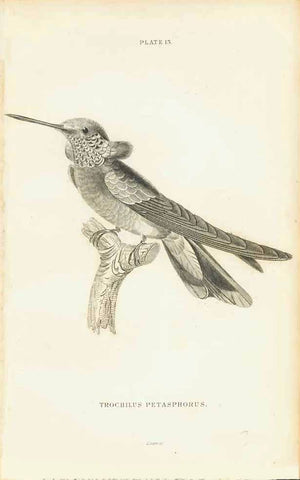 "Trochilus Petasphorus"  The following humming-bird prints are from  "The Naturalist's Library by Sir William Jardine, 1834.interior design, wall decoration, ideas, idea, gift ideas, present, vintage, charming, special, decoration, home interior, living room design