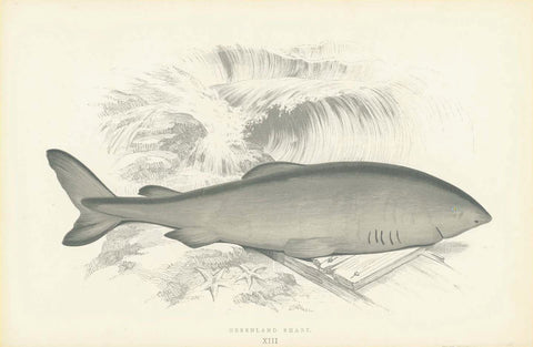 Greenland Shark  Length of Fish. 20 cm (7.8")     Original hand-colored steel engraving by Jonathan Couch.  Published in London, 1870  Original antique print  interior design, wall decoration, ideas, idea, gift ideas, present, vintage, charming, special, decoration, home interior, living room design