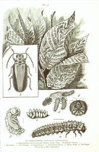 "Der Riesenblattkaefer (Galerucella xanthomelacna)"  Wood engraving showing the beetle's life stages. On the reverse side is text about this beetle. Published 1895.