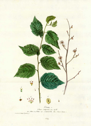 "l Orme"  Ulmus CampestrisItal. Olmo. Esp. Ulma. Angl. Common Elm. Allem. Ulmen baum  Ulmen, Ulmus, Elm, Olmo,  Orme, Ruster, Effe, Bergulme, Feldulme  Decorative Botanical by N. Regnault  Browsing the world in search of rare as well as decorative antique prints, prints one does not see every day, prints which are not to be found easily in most antique print shops, we came upon this very delightful, highly decorative and botanically as well as medicinally