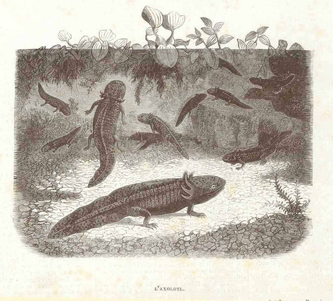 Original antique print  Amphibians, Mexico , Lisamphibia, Querzahnmolch, Schwanzlurch, "L'Axolotl."  Wood engraving published 1878.