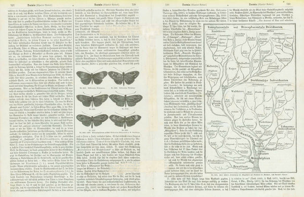 "Charles Robert Darwin (geb. 12 Febr. 1809)

Portraits, Darwin, Butterflies, Raubtiere, Affen

Two pages with wood engravings and text about Darwin's Theory of Evolution.

Published ca 1875.

Original antique print