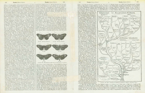 "Charles Robert Darwin (geb. 12 Febr. 1809)

Portraits, Darwin, Butterflies, Raubtiere, Affen

Two pages with wood engravings and text about Darwin's Theory of Evolution.

Published ca 1875.

Original antique print