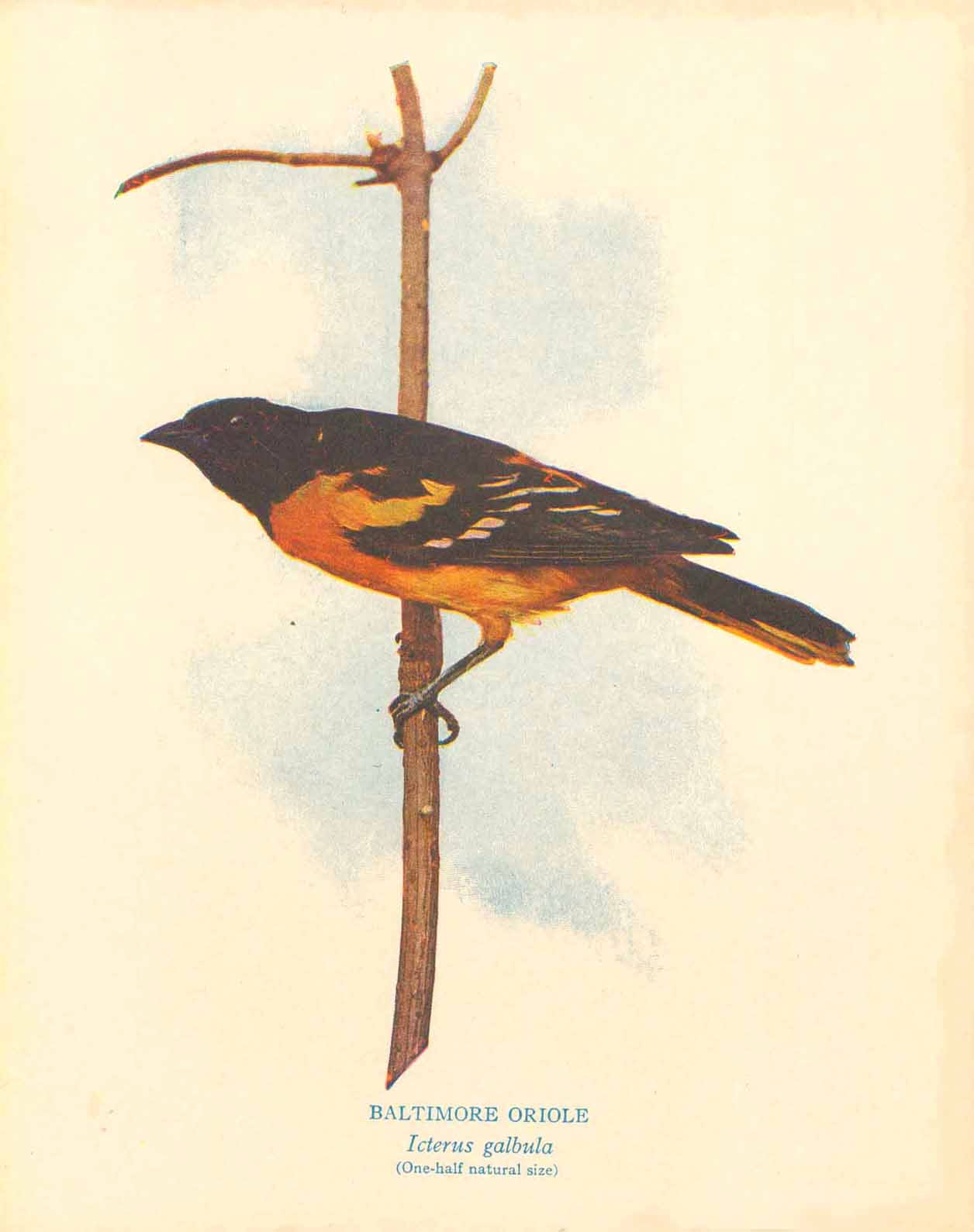 Antique print of a bird, "Baltimore Oriole" "Icterus glbula" (One-Half natural size)  Wood engraving printed in color ca 1890.  Original antique print  