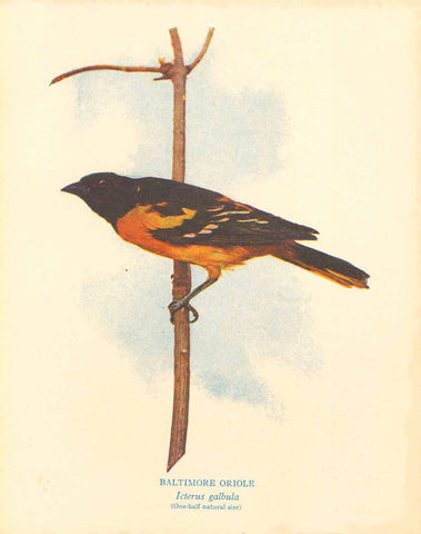 Antique print of a bird, "Baltimore Oriole" "Icterus glbula" (One-Half natural size)  Wood engraving printed in color ca 1890.  Original antique print  