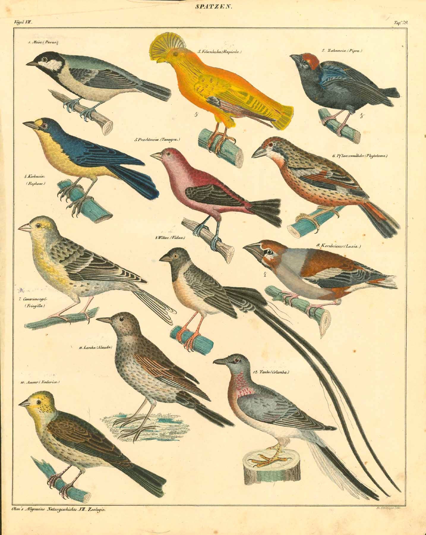 Original antique print  of birds, "Spatzen"  Names are in German and Latin.  Meise, Felsenhund, Zaunmeise, Korbmeise, Prachtmeise, Pflanzenmaeder, Canarienvogel, Wittwe, Kernbeisser, Lerche, Ammer,  Taube   Tit, rock dog, sand tit, basket tit, black tit, plant maeder, canary  Steel engraving by St. Schillinger for "Okens Allgemeine Naturgeschichte " ca 1845.