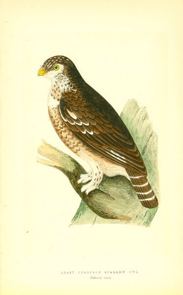 Original antique print  of "Least European Sparrow Owl"

Hand-colored wood engraving published 1866.