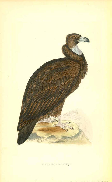 Original antique print  Bird oof Prey, "1. Cinereous Vulture"

"2. Bearded Vulture"

Wood engraving for C.H. Bree M.D. 1863. Original hand coloring.

Light natural age toning.

Included are 3 separate pages of text about the Cinereous Vulture
