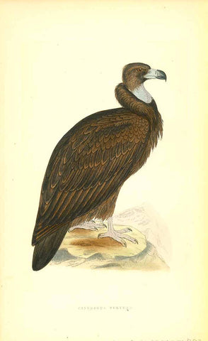 Original antique print  Bird oof Prey, "1. Cinereous Vulture"

"2. Bearded Vulture"

Wood engraving for C.H. Bree M.D. 1863. Original hand coloring.

Light natural age toning.

Included are 3 separate pages of text about the Cinereous Vulture
