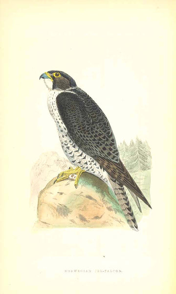 "1. Norwgian Jer-Falcon'" " 2. Saker-Falcon"  Bird of Prey  Wood engravings for C.H. Bree M.D. 1863. Original hand coloring. Included are 5 separate pages of text about the Norwegian Jer-Falcon.  Original antique print