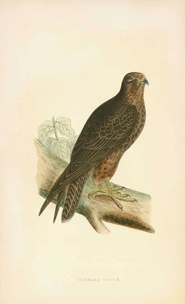 Birds, Birds of Prey, Eleonora Falcon, Lesser Kestrei