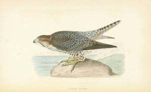 "Lanner Falcon"  Bird of Prey  Wood engraving for C.H. Bree M.D. 1863. Original hand coloring.  Light natural age toning.  Included are 3 separate pages of text about the Lanner Falcon.  Original antique print