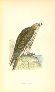 "Saker Falcon"  Wood engraving for C.H. Bree M.D. 1863. Original hand coloring.  Included are 3 separate pages of text about the Saker Falcon.  Original antique print 