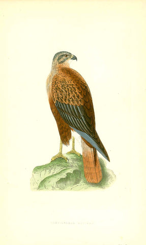 Original antique print  bird of Prey,  "Long-Legged Buzzard"

Wood engraving for C.H. Bree M.D. 1863. Original hand coloring