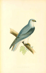 "Black-Winged Kite"

Wood engraving for C.H. Bree M.D. 1863. Original hand coloring.

Included are 3 extra pages of text and the page with the eggs.

Original antique print
