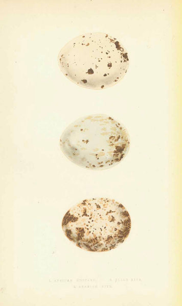 Birds, Bird of Prey, Black Kite, Milan, Aquilone Nero