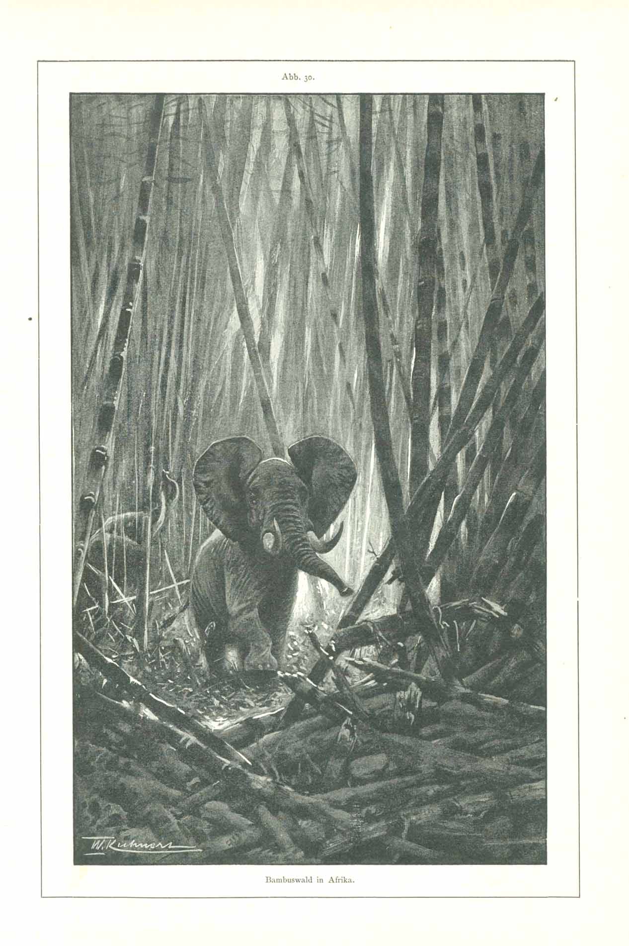 Botanicals, Animals, Elephant, Bamboo, Bambusa Arundinacea Retz –  Philographikon Antique Maps and Prints