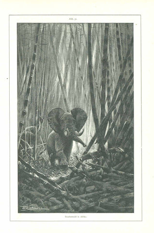 "Bambuswald in Afrika"  Bamboo, Elephant, Bambusa Arundinacea Retz  Reverse side:  "Bambusa arundinacea Retz"  Original antique print    Page with an image of an elephant in Africa going through a forest of bamboo.