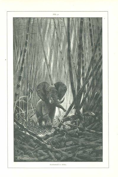 "Bambuswald in Afrika"  Bamboo, Elephant, Bambusa Arundinacea Retz  Reverse side:  "Bambusa arundinacea Retz"  Original antique print    Page with an image of an elephant in Africa going through a forest of bamboo.