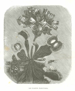 Original antique print  Carnivorous plants, Plantes carnivores, Meat-eating plants, "Les Plantes Carnivores."  Wood engraving published 1878. Reverse side is printed with unrelated text