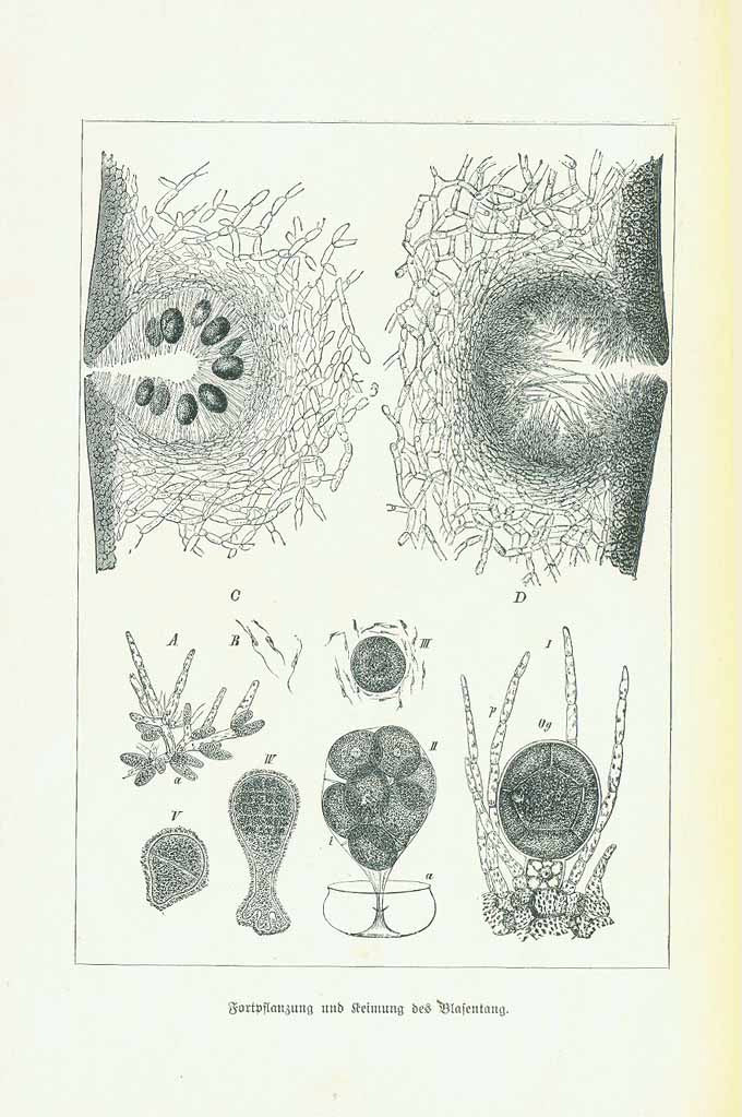 "Fortpflanzen und Keimung des Blasentang" (reproduction and germination of bladder wang)  Original antique print&nbsp;&nbsp;  Wood engraving published 1901.