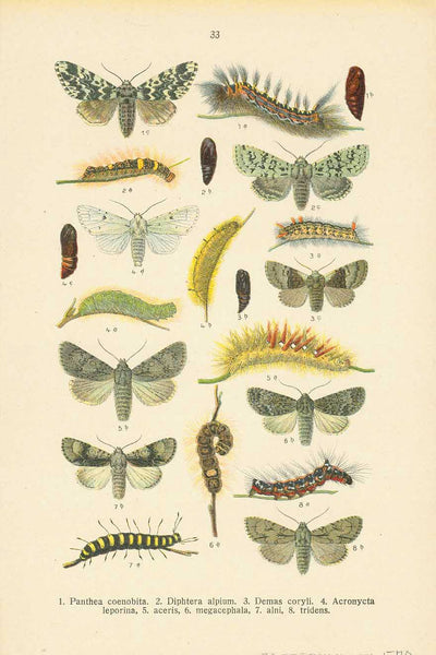 " 1. Panthea coenobita. 2. Diphtera alpinum. 3. Demas coryli.  4. Acronycycta leporina. 5. aceris. 6. megacephala. 7. alni. 8. tridens.  ******** Reverse side:  "1. Acronycta psi. 2. cuspis. 3. menyanthiis. 4. auricoma. 5. euphorbiae. 6. rumicis. 7. Craniophora ligustri. 8. Simyra nervosa. 9. Arsilonche albovenosa."  Chromolithographs on both sides of a page. Published ca 1900.