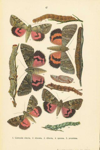 Original antique print  "1. Catacola fulminea, 2. Toxocampa lusoria, 3. pastinum, 4. vicae, 5. craccae, 6. Laspeyria flexula, 7. Parascotia fuliginaria, 8. Zanelognatha tarsicrinalis. 9. Bomolocha fontis. 10. Hypena rostralis. 11. Thyatira batis. 12. Cymatophora or. 13. Polyploca flavicornis. 14. Brephos parthenias."  Chromolithographs on both sides of a page. Published ca 1900.