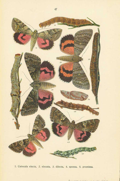 Original antique print  Butterflies, "1. Catacola fulminea, 2. Toxocampa lusoria, 3. pastinum, 4. vicae, 5. craccae, 6. Laspeyria flexula, 7. Parascotia fuliginaria, 8. Zanelognatha tarsicrinalis. 9. Bomolocha fontis. 10. Hypena rostralis. 11. Thyatira batis. 12. Cymatophora or. 13. Polyploca flavicornis. 14. Brephos parthenias."  Chromolithographs on both sides of a page. Published ca 1900.
