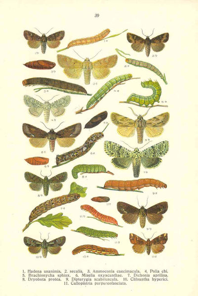 Butterflies

"Trachea atriplicis, Euplexia lucipara, Brotolomia meticulosa, Mania maura,
Naenia typica, Jaspidea celsia, Hydroecia nictitans, Gortyny ochracea

"Hadena unanimis, secalis, Ammoconia caecimacula, Polia chi, Brachionycha sphinx, Miselia oxyacanthae, Dichonia aprilina, Dryobota protea, Dipterygia scabriuscula, Chloantha hyperici, Callopistria purpeofasciata."