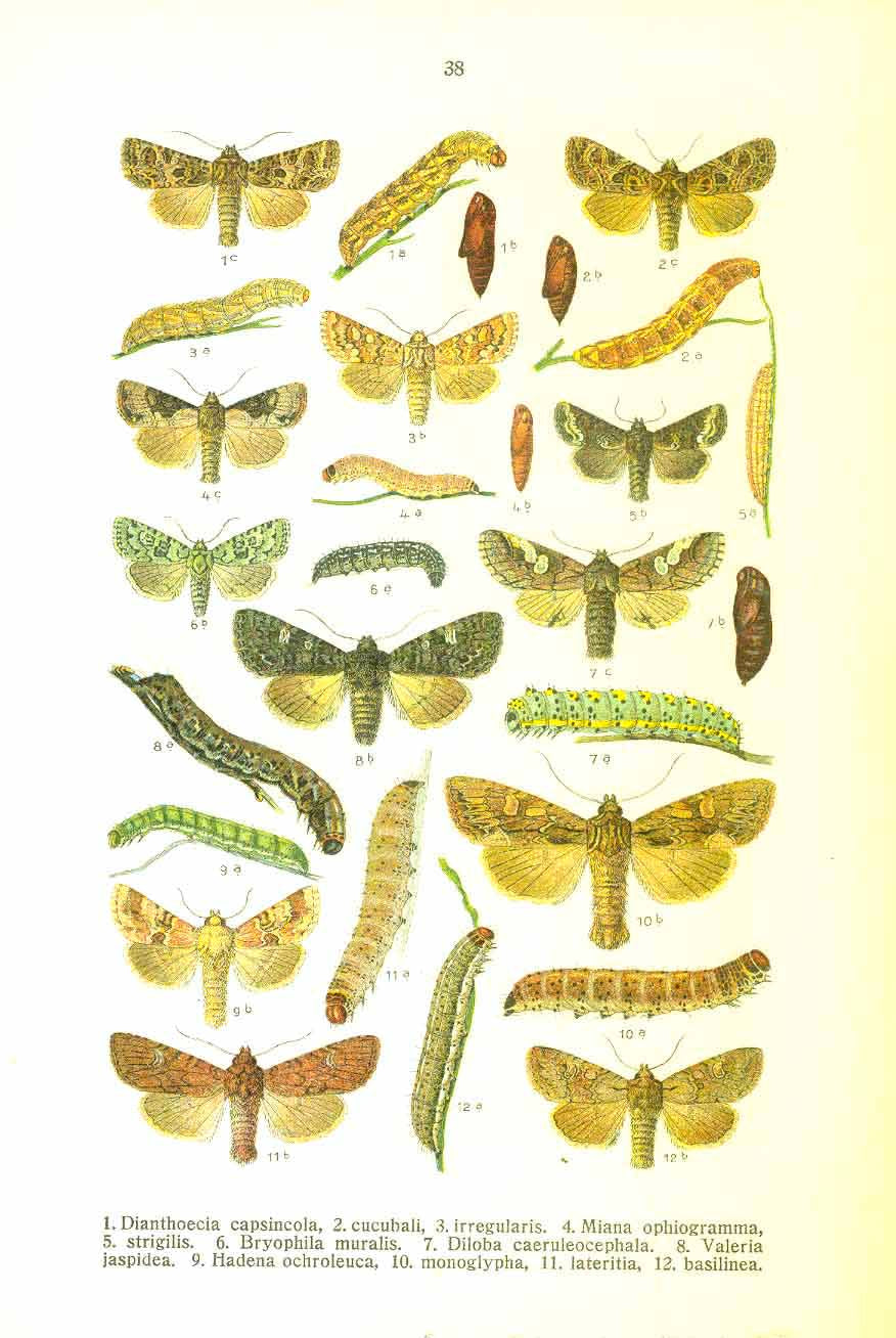 

"Dianthoecia capiscola, cucubali, irregularis, Miana ophiogramma, strigilis, Bryophylia muralis, 
Diloba caeruleocephala, Valeria jaspidea, Hadena ochroleuca, lateritia, basilinea,"

"Manestra tincta, nebulosa, brassicae, persicariae, oleracca,&nbsp;
dissimilis, pisi, trifolii, chrysozona,"

Chromolithographs on both sides of a page. Published ca 1900.

Original antique print&nbsp;