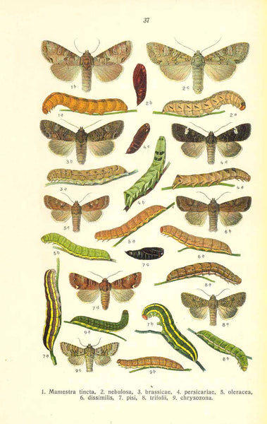 

"Dianthoecia capiscola, cucubali, irregularis, Miana ophiogramma, strigilis, Bryophylia muralis, 
Diloba caeruleocephala, Valeria jaspidea, Hadena ochroleuca, lateritia, basilinea,"

"Manestra tincta, nebulosa, brassicae, persicariae, oleracca,&nbsp;
dissimilis, pisi, trifolii, chrysozona,"

Chromolithographs on both sides of a page. Published ca 1900.

Original antique print&nbsp;