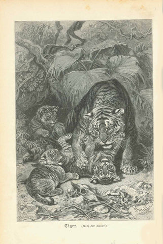 Original antique print  "Tiger"  Wood engraving drawn from nature by Specht published 1895.