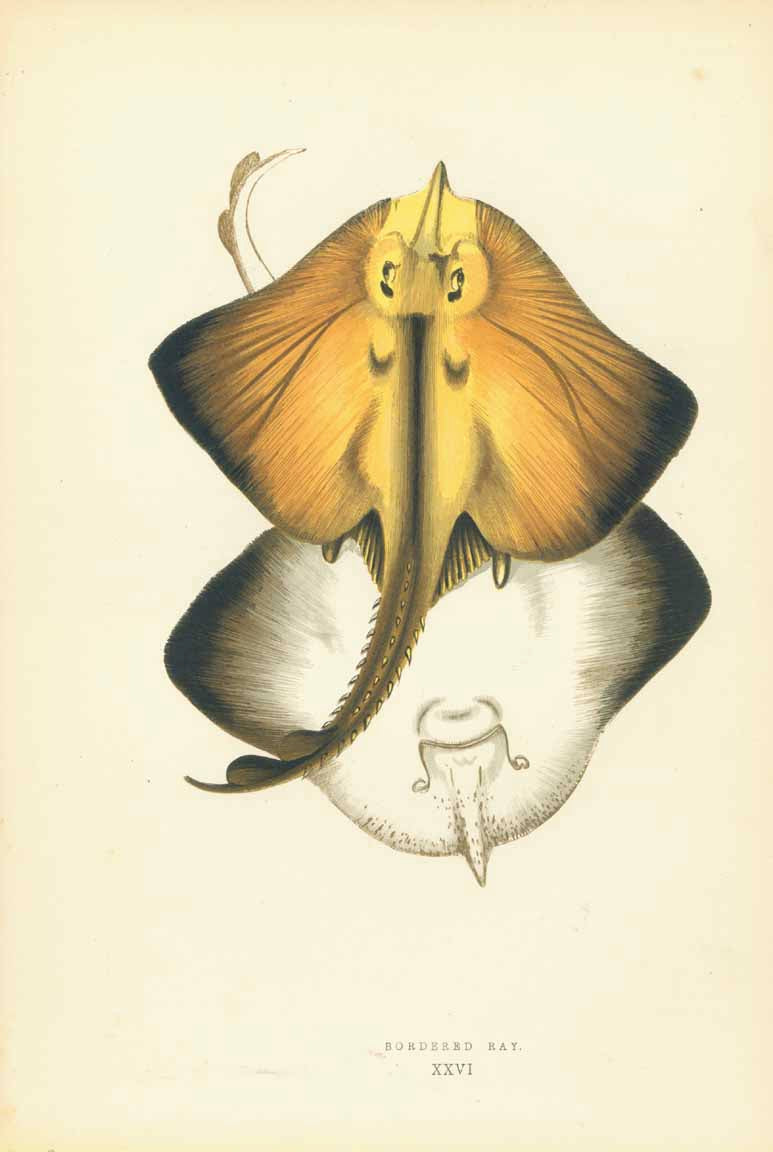 "Bordered Ray"

Original hand-colored wood engravings by Jonathan Couch.

Published in London, 1870

Original antique print