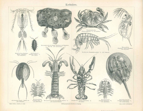 "Krebstiere"  Marine Life,  Crustaceans, Crabs  Names of some of the images: "Heuschreckenkrebs, Flusskrebs, Flohkrebs, Taschenkrebs, Wasserflh, Kellerassel, ... The names of each animal are also given in Latin.  Wood engraving published ca 1890.