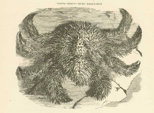 "Simnista. - Albunen symista Toothed Frog-Crab Ranina dentata"  9.5 x 12 cm (3.7 x 4.7")  Wood engravings on both sides of a page of text about crabs. Published ca 1875.  "Porcupine Crab. - Lythodes Hystrix"  Image: 10 x 12.5 cm ( 3.9 x 4.9")  Crustacean, Krustentier, Simnista, Albunen symista Toothed Frog-Crab Ranina dentata, Porcupine Crab,Crustacean, Krustentier, Simnista, Albunen symista Toothed Frog-Crab Ranina dentata, Porcupine Crab, 