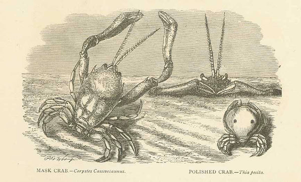 "Fighting crab. - Gelasimus bellator. Angular Crab. - Gonoplax angulata" Image: 10 x 12.5 cm ( 3.9 x 4.9")  ****  Reverse side:  ""Mask Crab. - Corystes Cassivelanus. Polished Crab. - Thia Poita"  Image: 7 x 12.5 cm ( 2.7 x 4.9")  Wood engraving on both sides of a page of text about crabs. Published ca 1875.