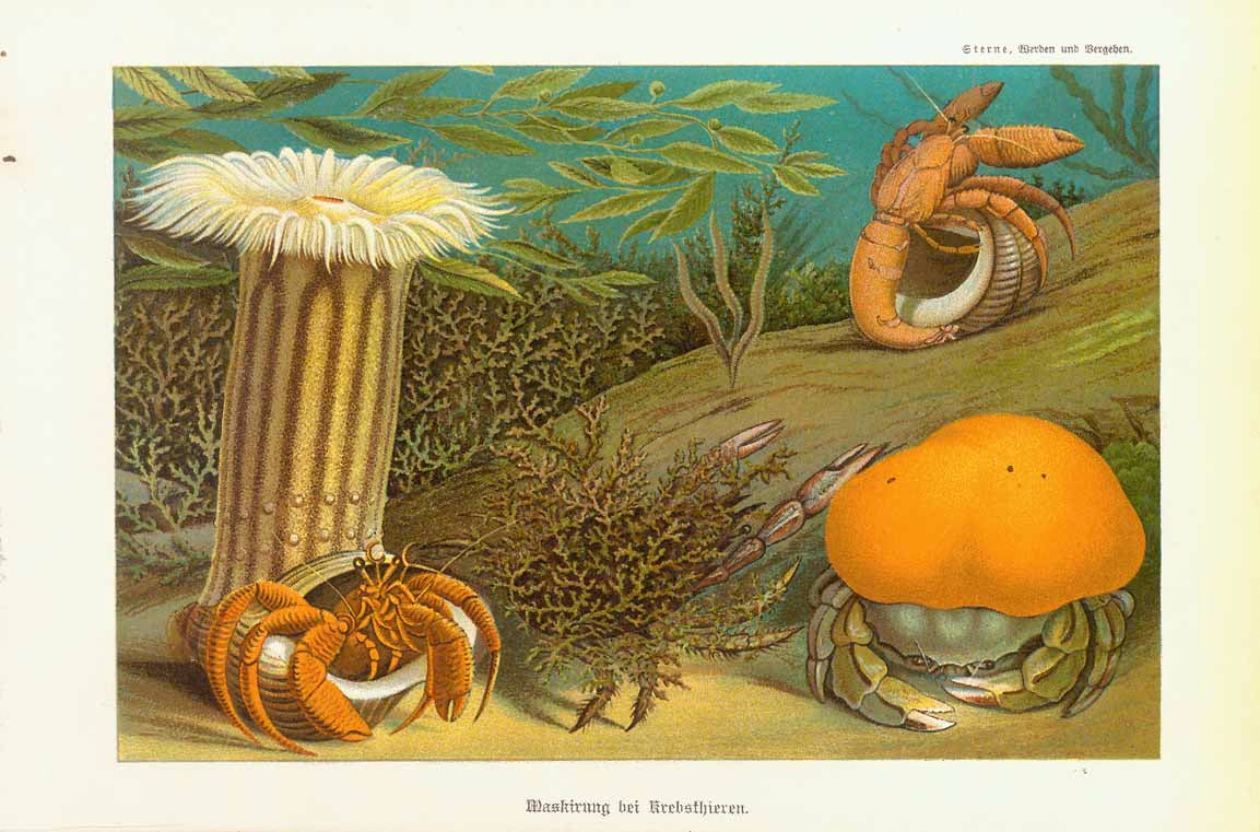 Original antique print  "Maskirung bei Krebsthieren" (crustaceans with natural masking)  Chromolithograph published 1901. Marine Life