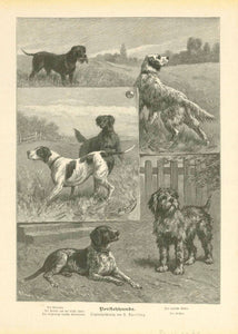 Animals, Dogs, Retriever, English Setter, Pointer, Irish Setter, Griffon