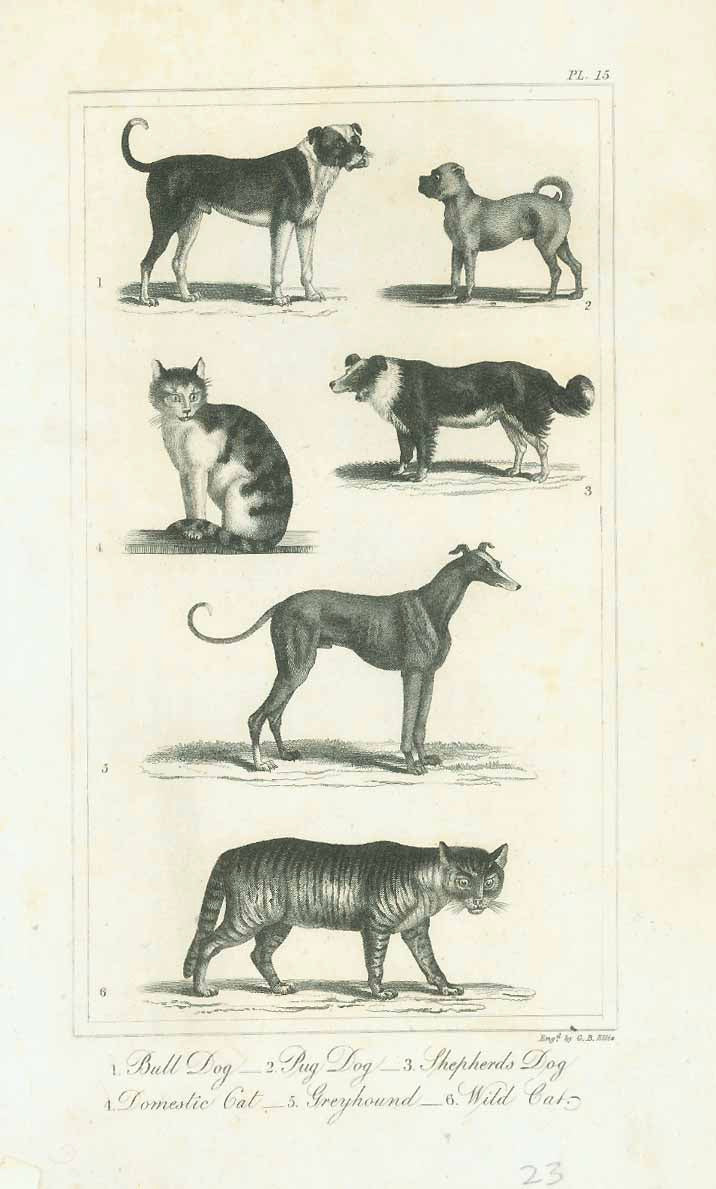 Original antique print  Dogs, Animals, Cats, Bull Dog, Pug Dog, Shepards Dog, Domestic Cat, Greyhound, Wild Cat, Copper engraving by G. B. Ellis published 1823.