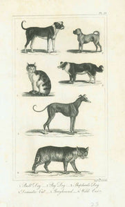 Original antique print  Dogs, Animals, Cats, Bull Dog, Pug Dog, Shepards Dog, Domestic Cat, Greyhound, Wild Cat, Copper engraving by G. B. Ellis published 1823.