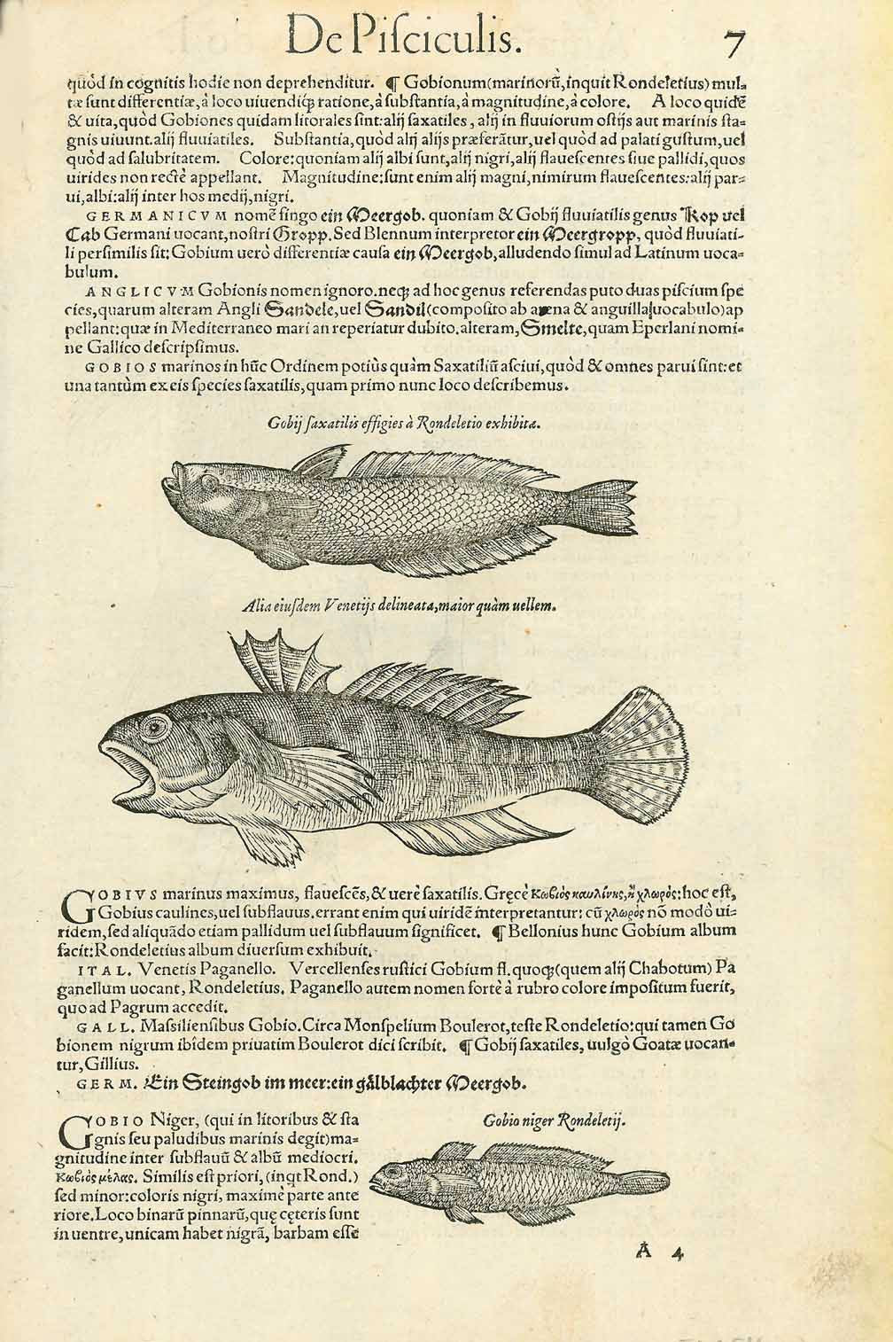 Good Assorted Fish 1 on Antique Manuscript