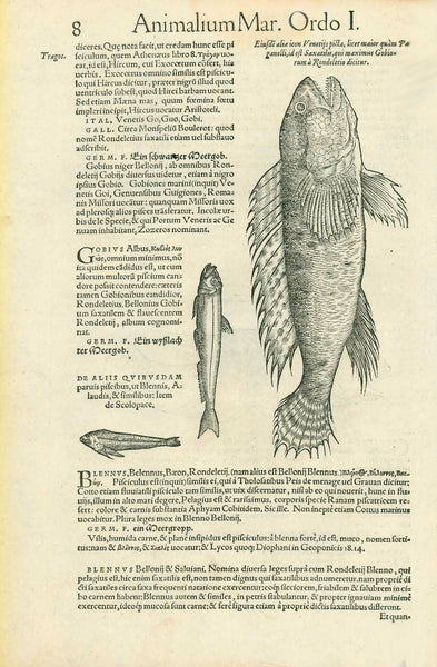 "Gobi saxatilis effigies Rondeletio exhibita" "Aliaeiusdem Venetijis delineata, maior quam uellem" "Gobio niger Rondeletij"  "Eiusde alia icon Venetijs pieta, licet maior quam Pa ganelli est Saxatilis qui maximus Gobio tum a Ronfrletio dicizur."  Woodcuts. Published in "Piscium and aquatilium animantium nature" Zurich, 1558  By Conrad Gessner (1516-1565)  Original antique print&nbsp;&nbsp;